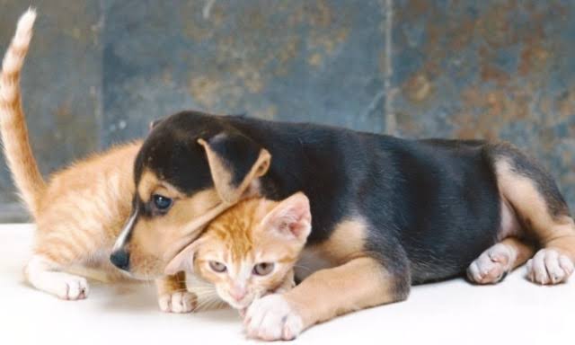 UEPB, Prefeitura de Cuité e Grupo de Protetores dos Animais promovem dia de atendimento veterinário gratuito