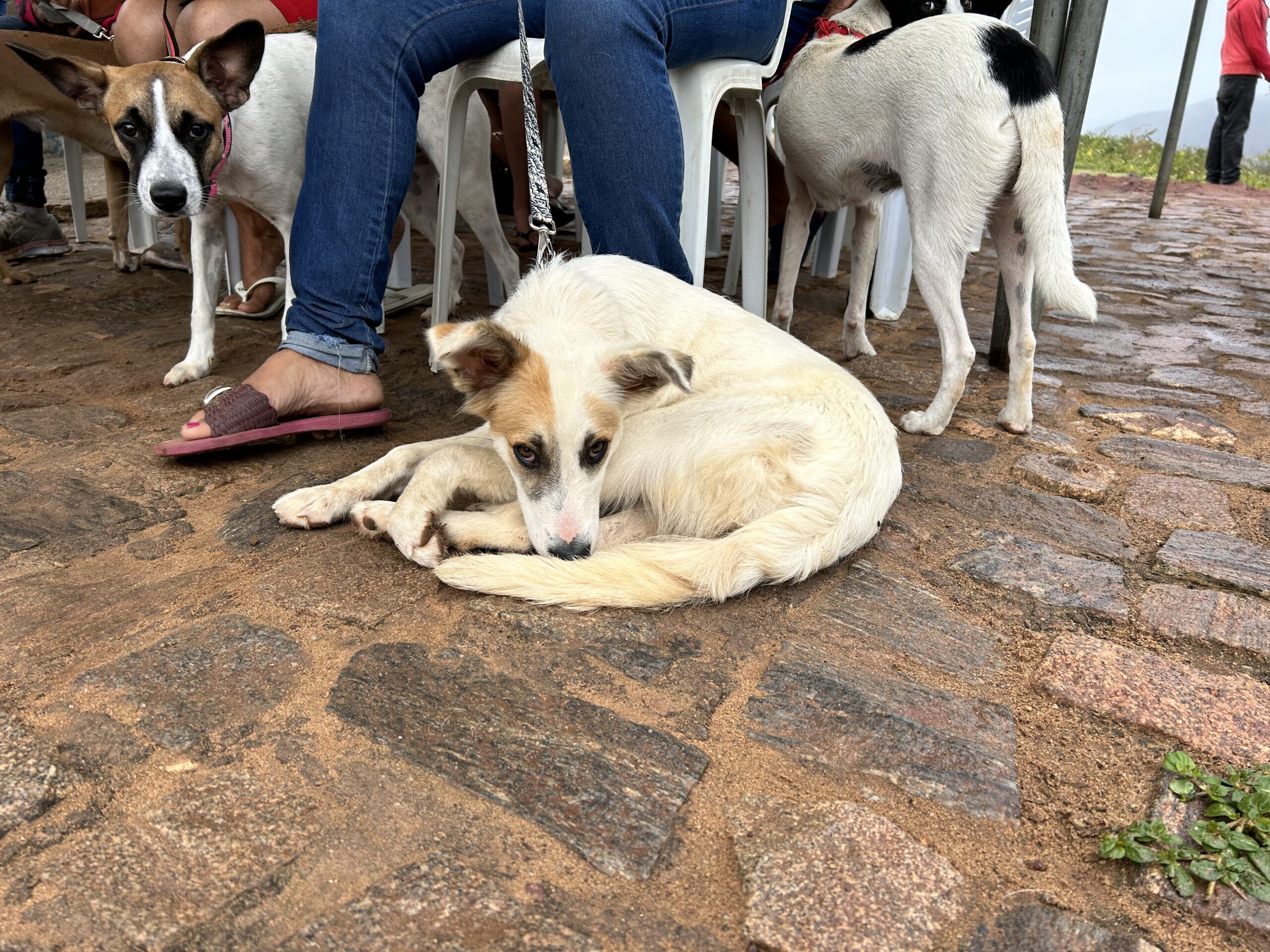 Cuité realiza castração de animais atendimento veterinário gratuito em parceria com programa Paraíba Pet
