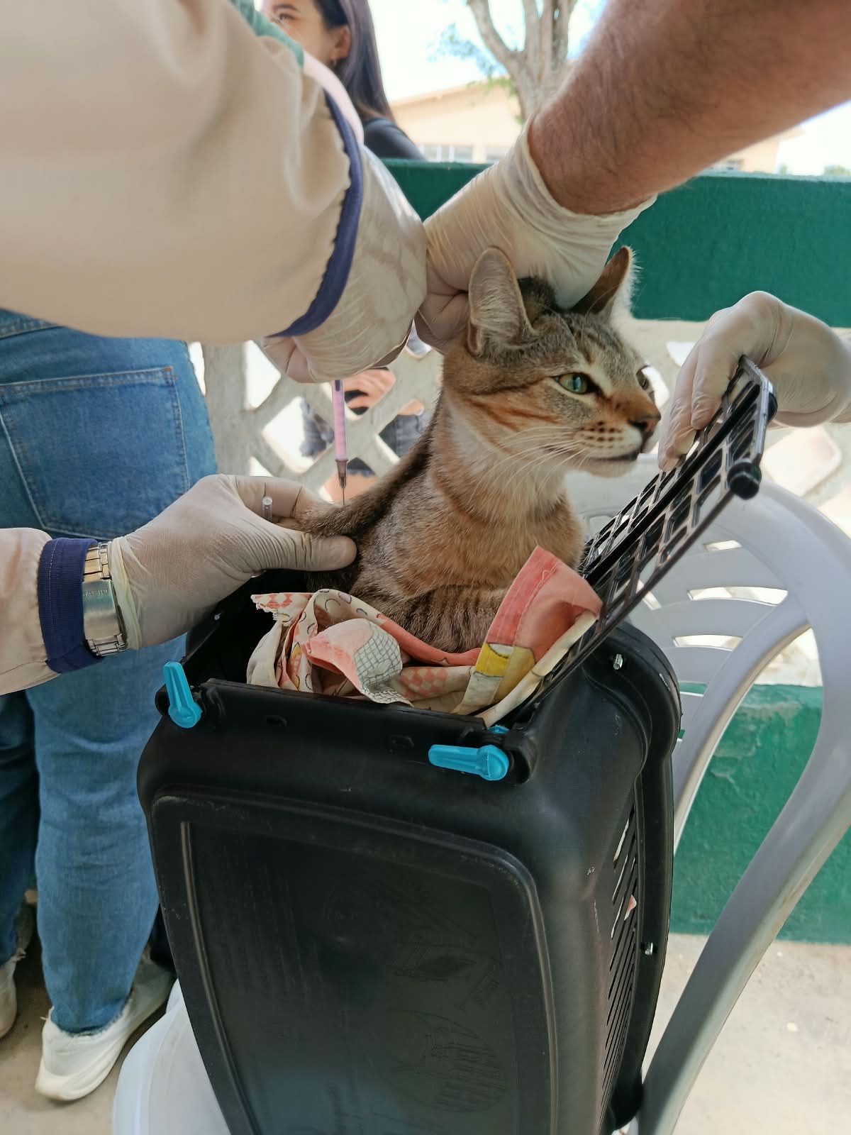 Cuité vacina mais de 1,4 mil cães e gatos durante Dia D da campanha antirrábica